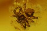 Fossil Caddisfly, a Small Spider and Three Flies in Baltic Amber #183533-1